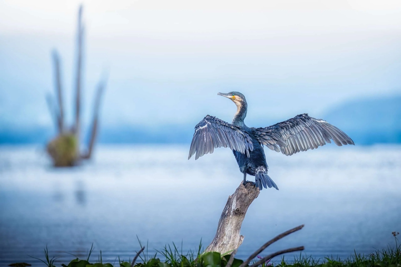 Cormorant drying its wings on a lake perch