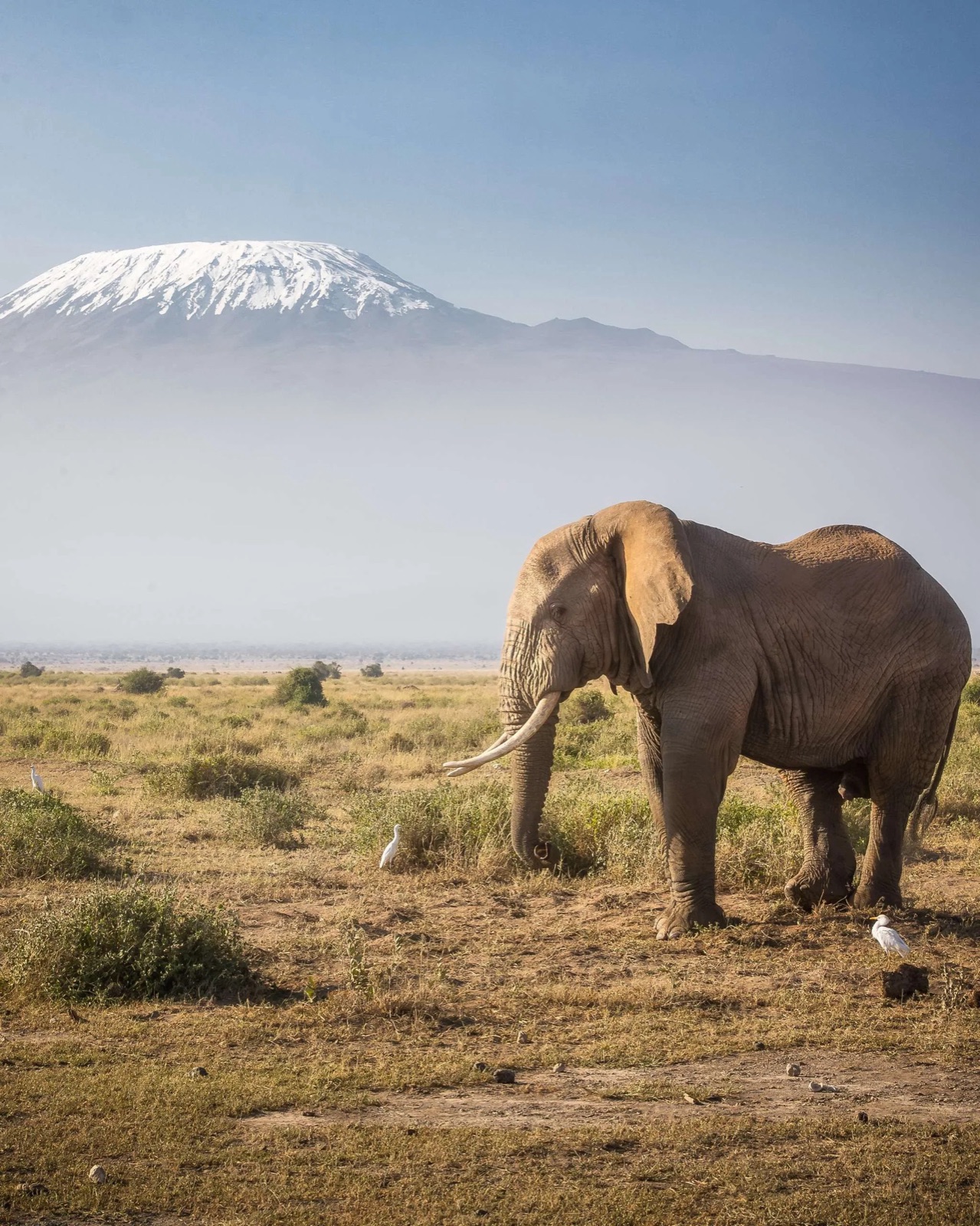 Elephant beneath Kilimanjaro in Amboseli