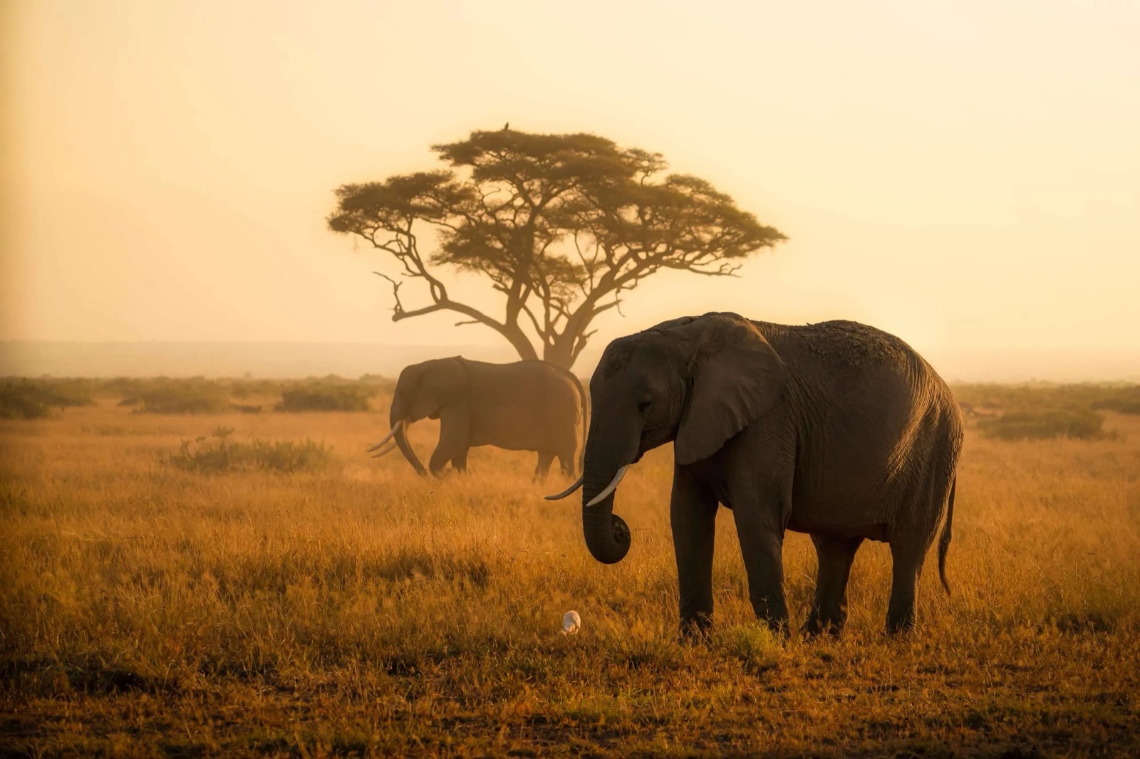 Elephants under an acacia at sunset in Amboseli