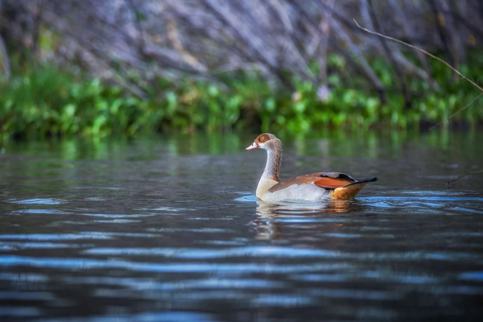 Egyptian goose on still water