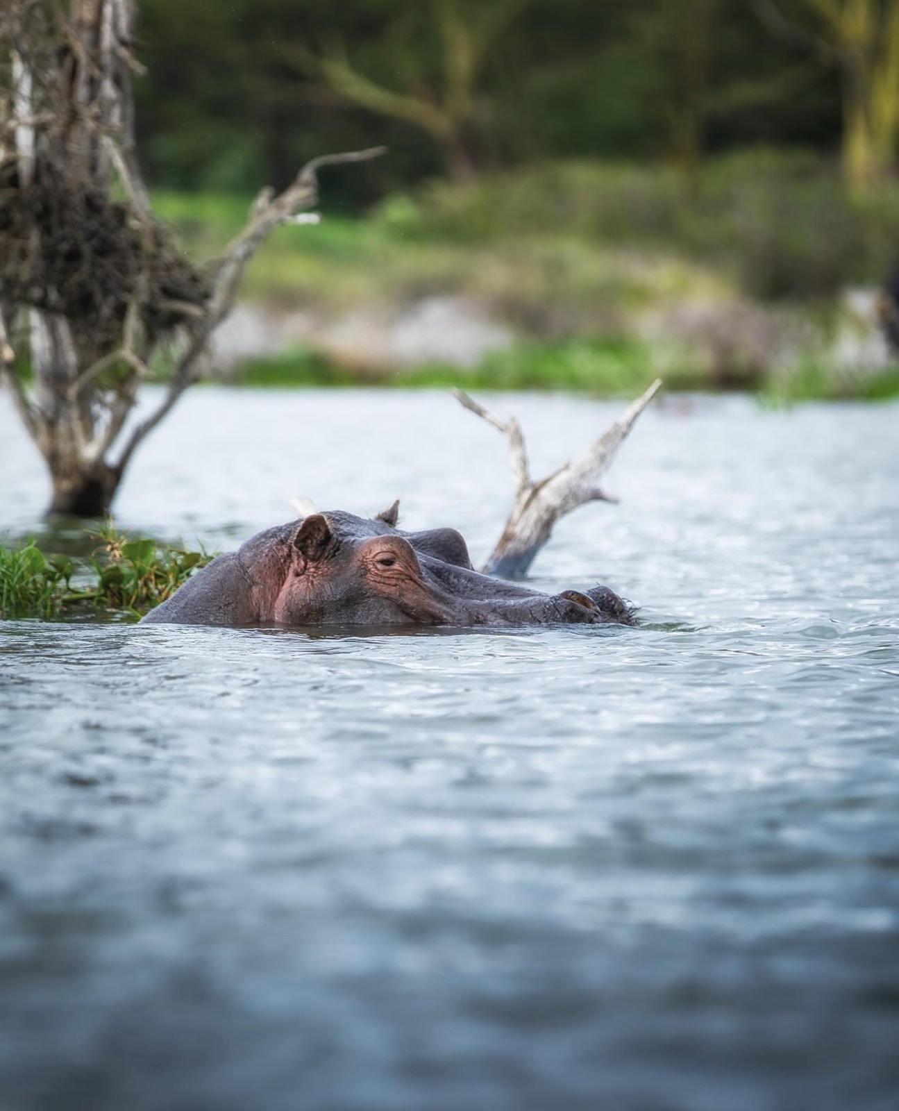 Hippo surfacing in the shallows
