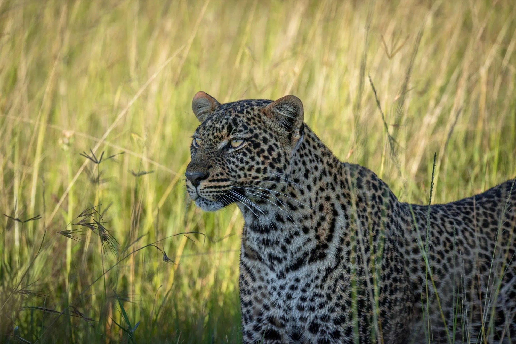 Leopard standing in golden grass in the Masai Mara