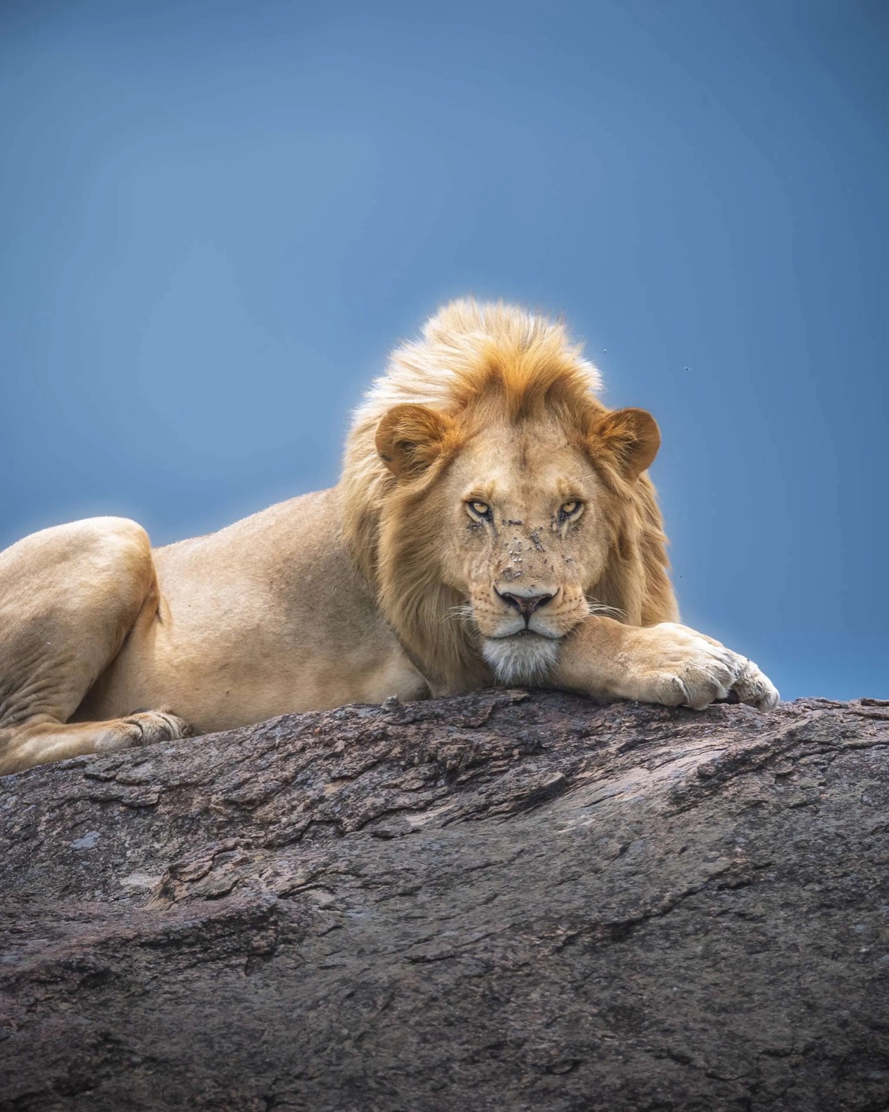 Lion resting on Pride Rock in the Masai Mara