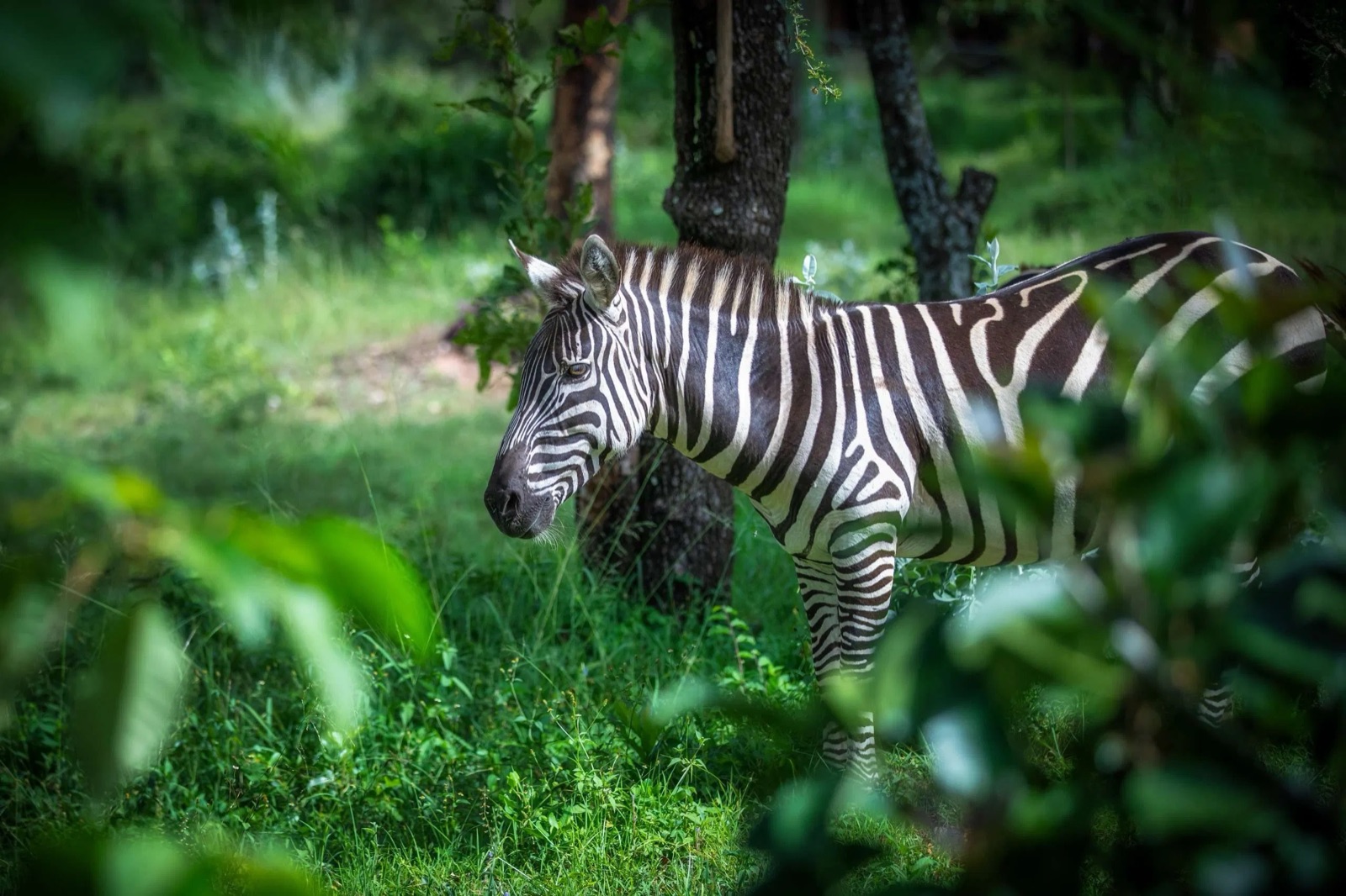 Zebra grazing at the forest edge